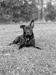 Lost Female Dog last seen Around the area that the Good Hope Veterinarian office use to be on Oak St off route 19, Harrison County, WV 26378