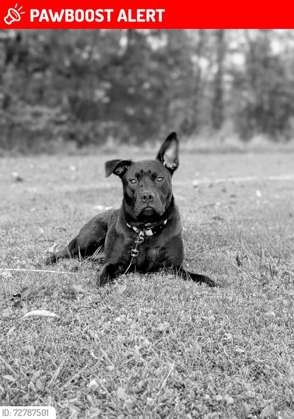 Lost Female Dog last seen Around the area that the Good Hope Veterinarian office use to be on Oak St off route 19, Harrison County, WV 26378