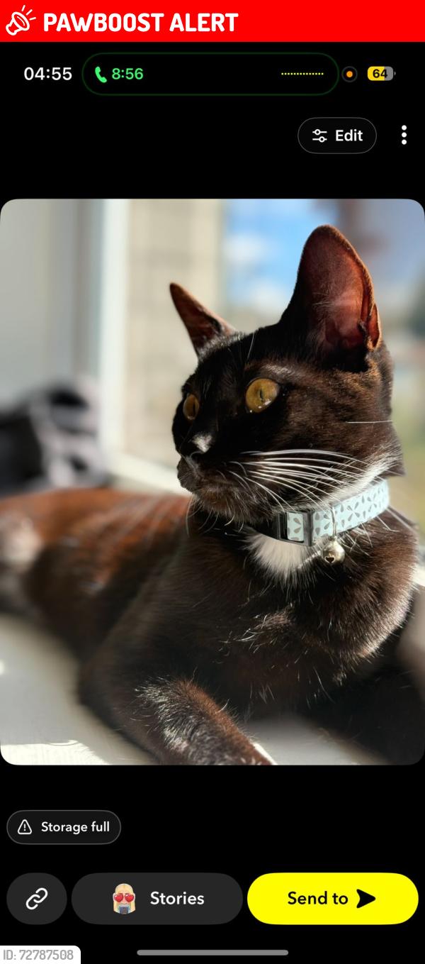 Lost Female Cat last seen Stephens road, Greater Manchester, England SK15