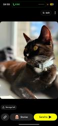 Lost Female Cat last seen Stephens road, Greater Manchester, England SK15
