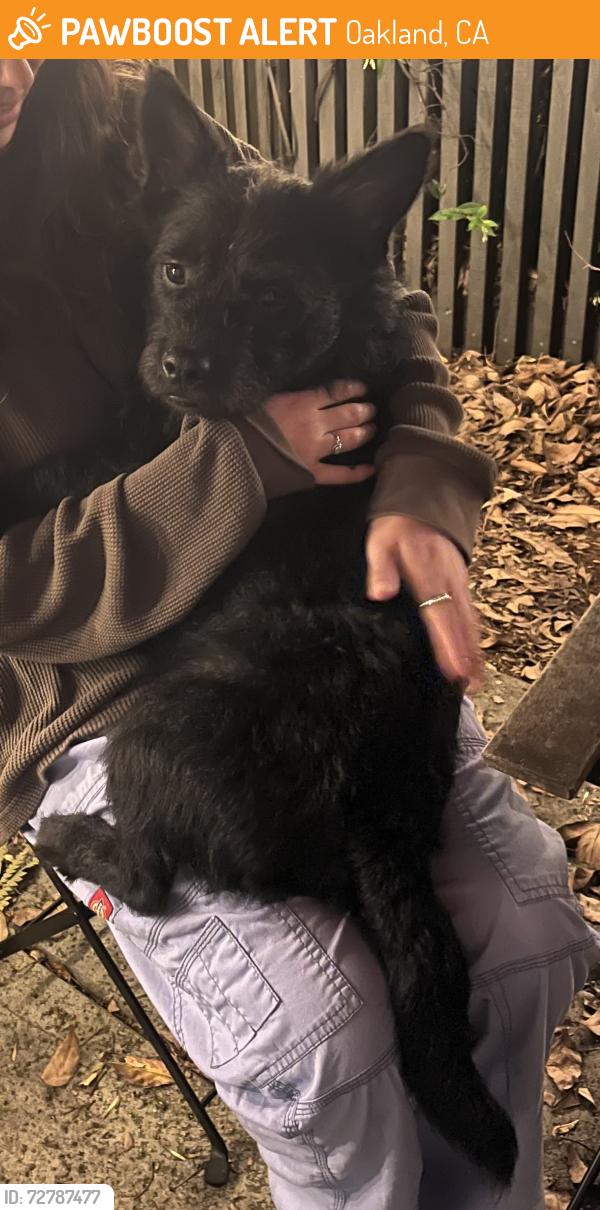 Found/Stray Male Dog last seen 32nd & Adeline, Oakland, CA 94608