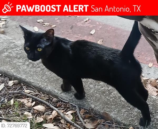Lost Female Cat last seen Dry creek way & Redland rd, San Antonio, TX 78259