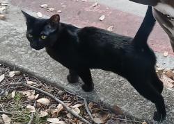 Lost Female Cat last seen Dry creek way & Redland rd, San Antonio, TX 78259