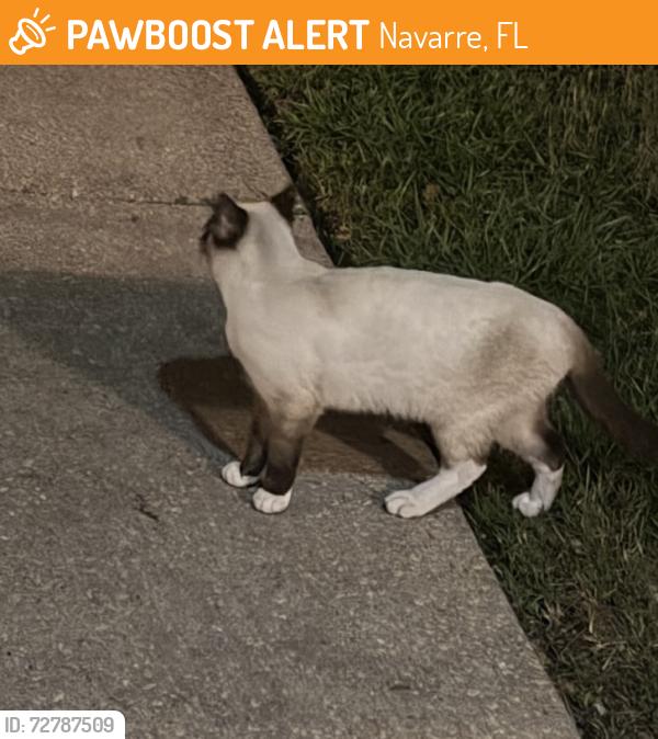 Found/Stray Unknown Cat last seen Sea lark and Hwy 98 Whataburger is across 98 from me, Navarre, FL 32566