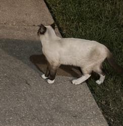 Found/Stray Unknown Cat last seen Sea lark and Hwy 98 Whataburger is across 98 from me, Navarre, FL 32566