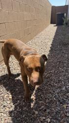 Found/Stray Male Dog last seen 91st Northern near  ests, Glendale, AZ 85301