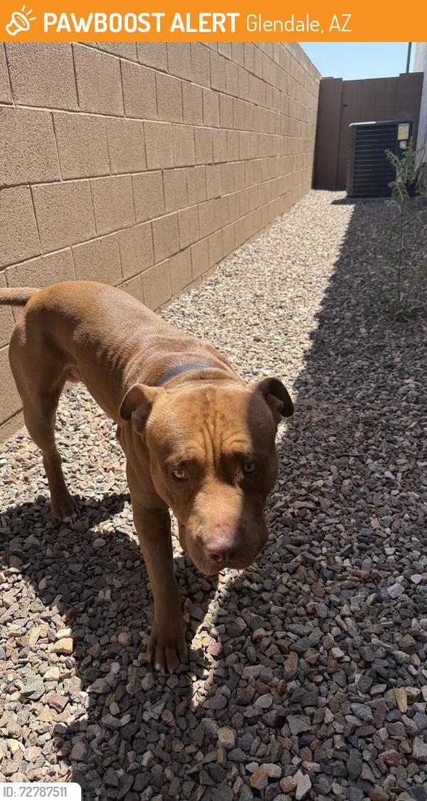 Found/Stray Male Dog last seen 91st Northern near  ests, Glendale, AZ 85301