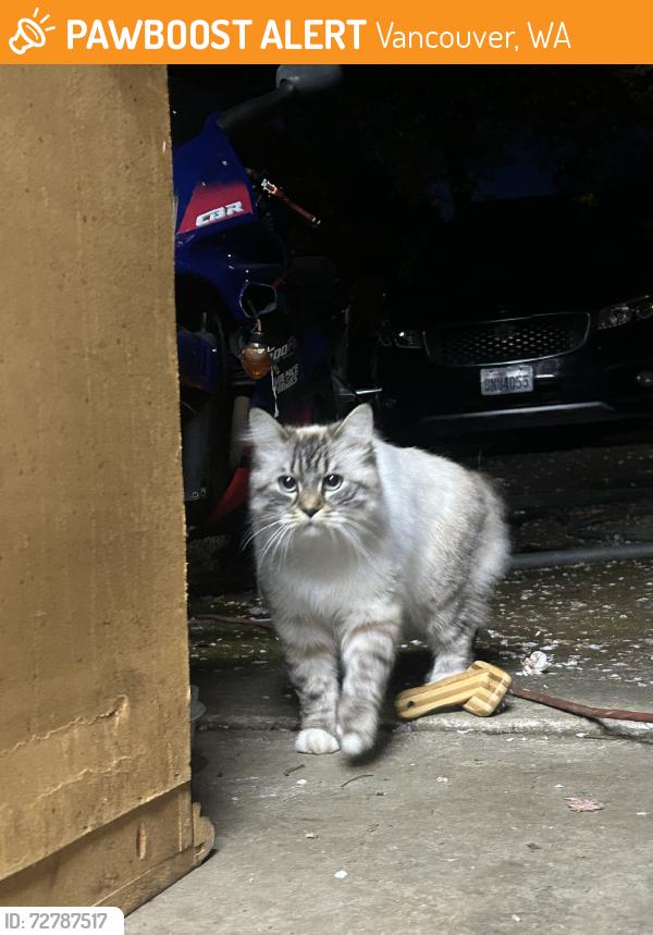 Found/Stray Male Cat last seen 9th ave, Vancouver, WA 98665