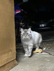 Found/Stray Male Cat last seen 9th ave, Vancouver, WA 98665