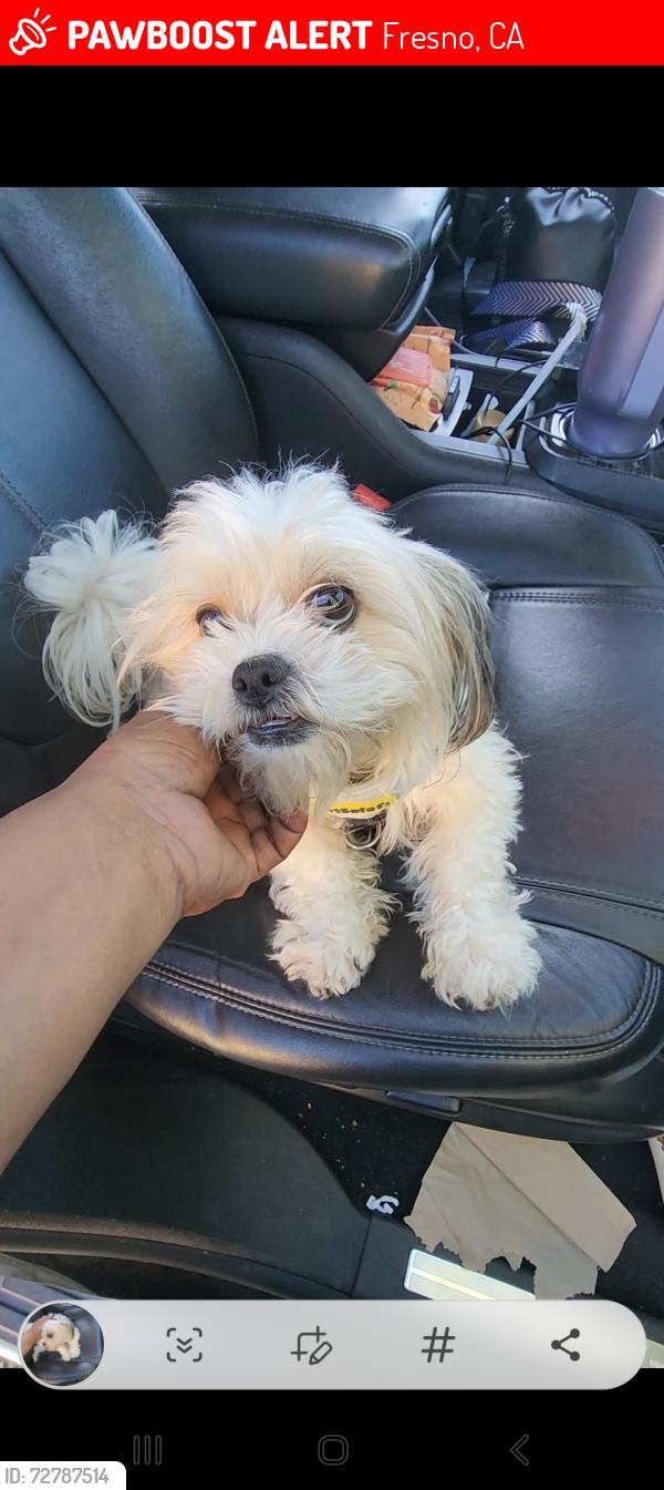Lost Male Dog last seen Fresno CA or Stockton CA, Fresno, CA 93721