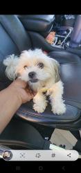 Lost Male Dog last seen Fresno CA or Stockton CA, Fresno, CA 93721
