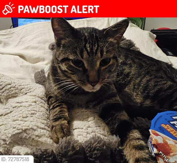Lost Male Cat last seen Sky landing apmt , White Settlement, TX 76108
