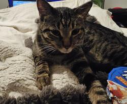 Lost Male Cat last seen Sky landing apmt , White Settlement, TX 76108