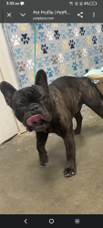 Lost Male Dog last seen Motel 6 , Corpus Christi, TX 78408