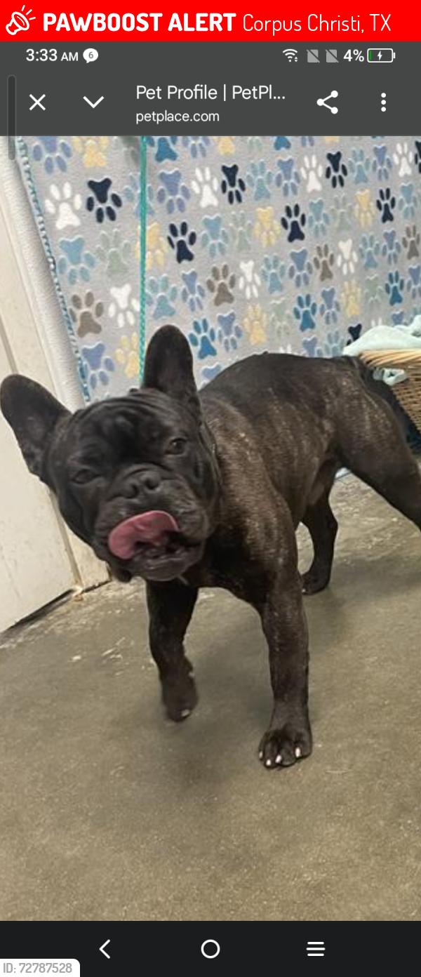Lost Male Dog last seen Motel 6 , Corpus Christi, TX 78408