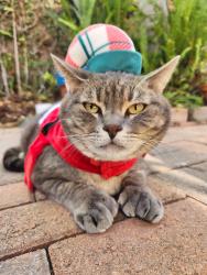 Lost Male Cat last seen Olivehurst and Spring valley, Irvine, CA 92602