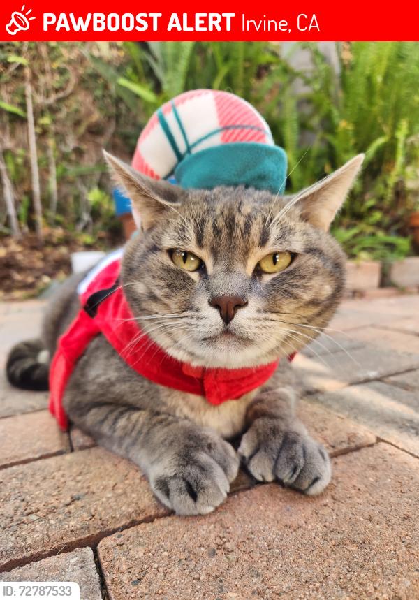 Lost Male Cat last seen Olivehurst and Spring valley, Irvine, CA 92602