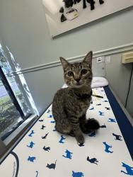 Lost Female Cat last seen English Turn, New Orleans, LA 70131