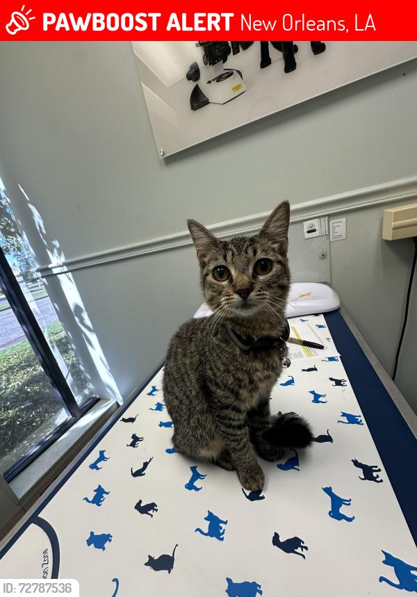 Lost Female Cat last seen English Turn, New Orleans, LA 70131