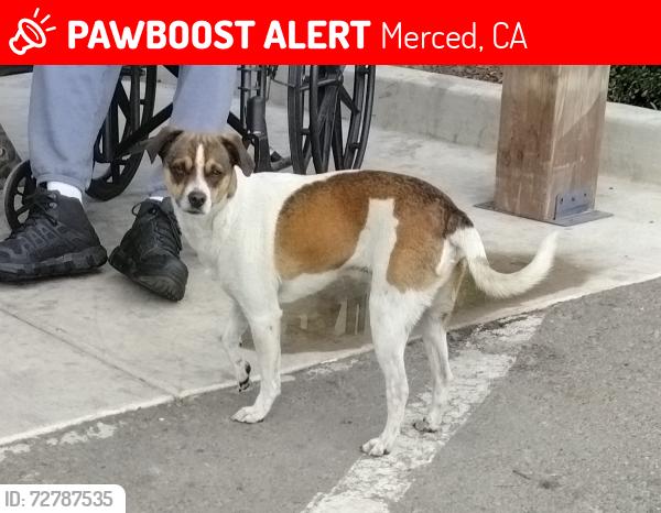 Lost Male Dog last seen Santa Cruz and Plum Chowchilla, CA, Merced, CA 95341
