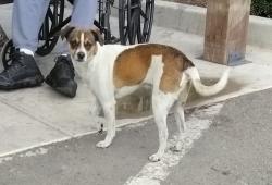 Lost Male Dog last seen Santa Cruz and Plum Chowchilla, CA, Merced, CA 95341