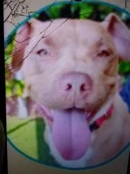 Lost Female Dog last seen Pierce , Vallejo, CA 94590