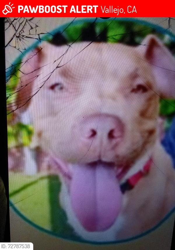 Lost Female Dog last seen Pierce , Vallejo, CA 94590