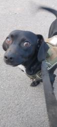 Lost Male Dog last seen 3rd street and south Arizona, East Los Angeles, CA 90022