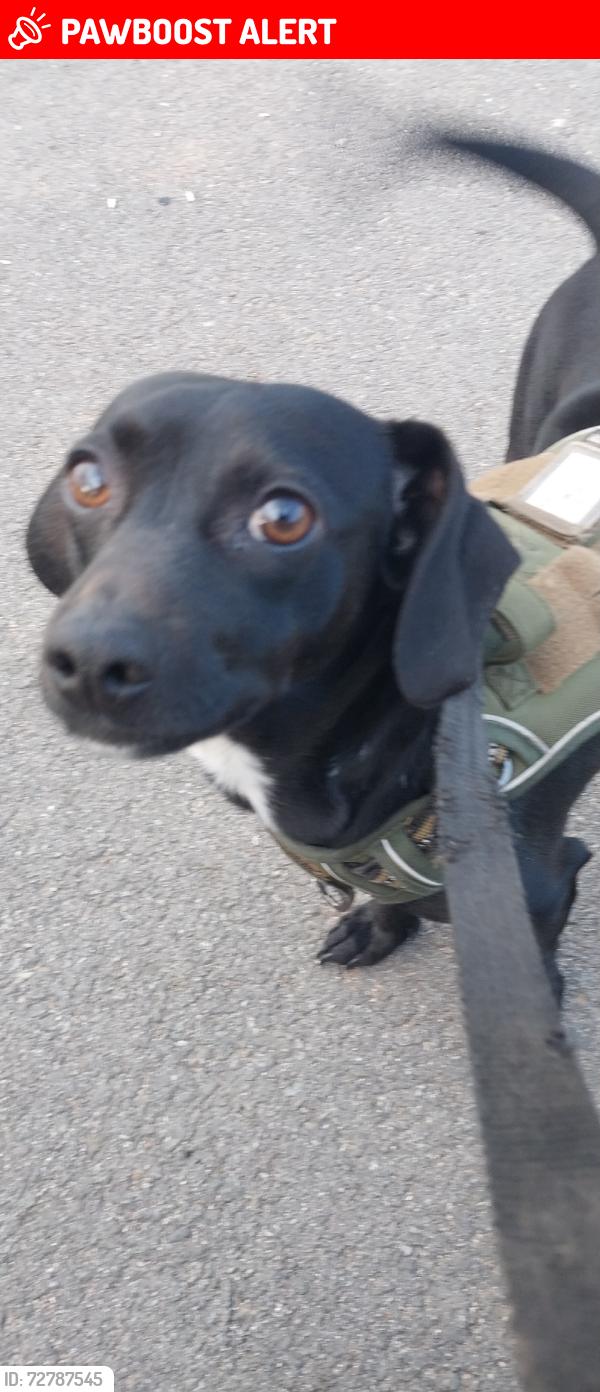 Lost Male Dog last seen 3rd street and south Arizona, East Los Angeles, CA 90022