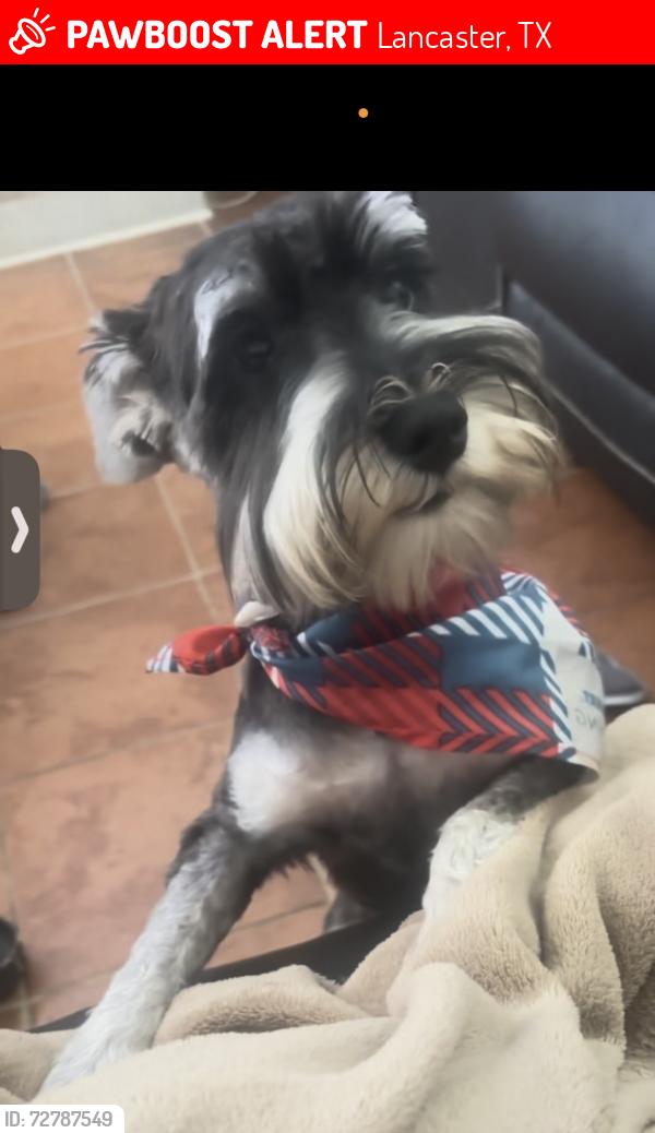 Lost Male Dog last seen Redstone lane, Lancaster, TX 75134