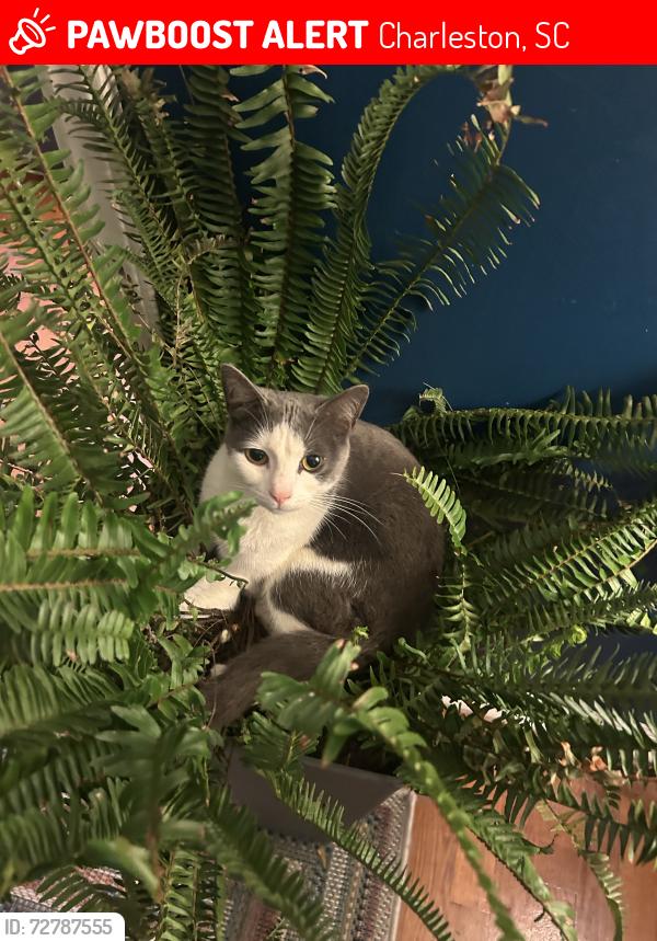 Lost Female Cat last seen Harbor view / ft Johnson park, Charleston, SC 29412