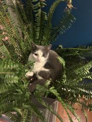 Lost Female Cat last seen Harbor view / ft Johnson park, Charleston, SC 29412
