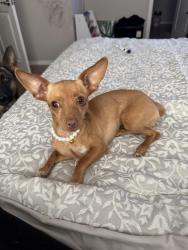 Lost Female Dog last seen Near W. Albeniz Pl , Phoenix, AZ 85043
