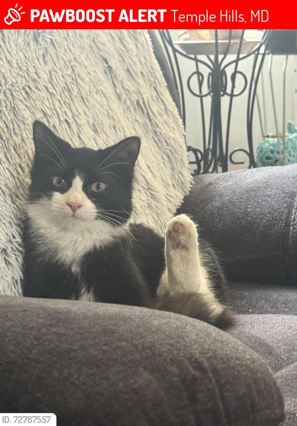 Lost Male Cat last seen Keppler rd & Lucerne Rd, Temple Hills, MD 20748