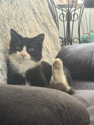 Lost Male Cat last seen Keppler rd & Lucerne Rd, Temple Hills, MD 20748