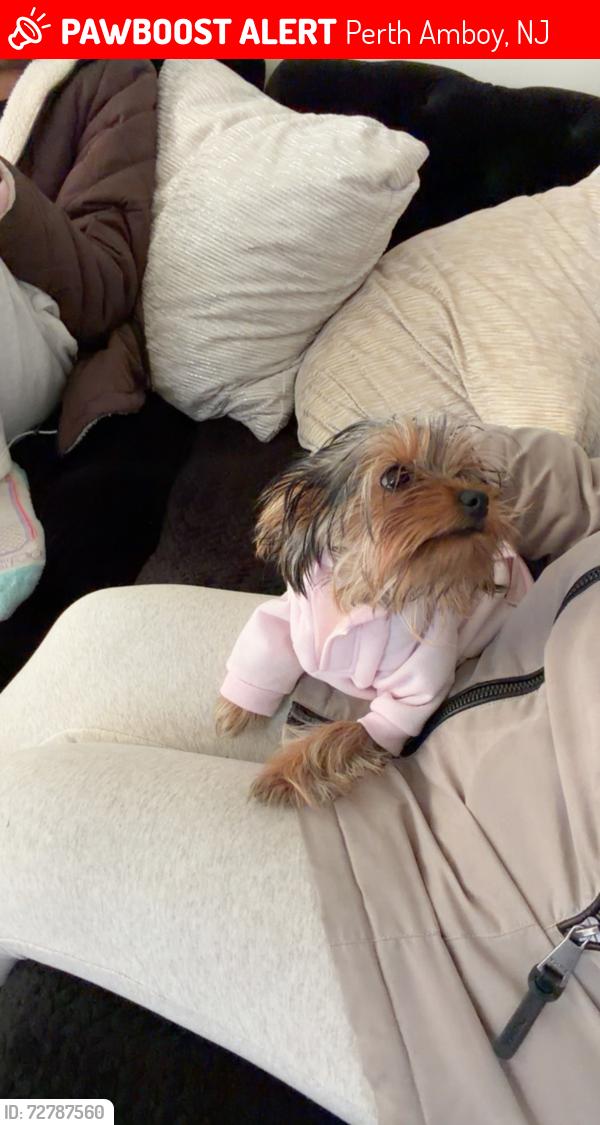 Found/Stray Female Dog last seen Harbortown , Perth Amboy, NJ 08861
