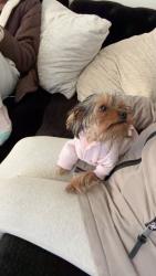 Found/Stray Female Dog last seen Harbortown , Perth Amboy, NJ 08861