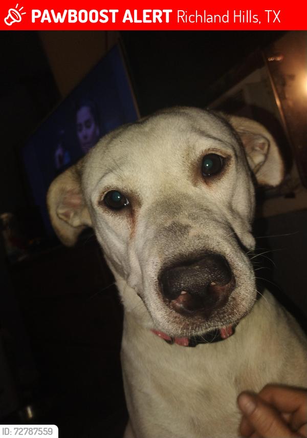 Lost Female Dog last seen Rosebud park Richland hills tx 76118, Richland Hills, TX 76118
