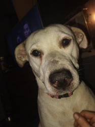 Lost Female Dog last seen Rosebud park Richland hills tx 76118, Richland Hills, TX 76118