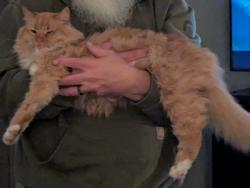 Lost Male Cat last seen Windsor Circle, Thomasville, NC 27360