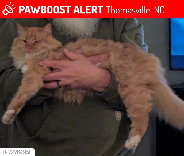 Lost Male Cat last seen Windsor Circle, Thomasville, NC 27360