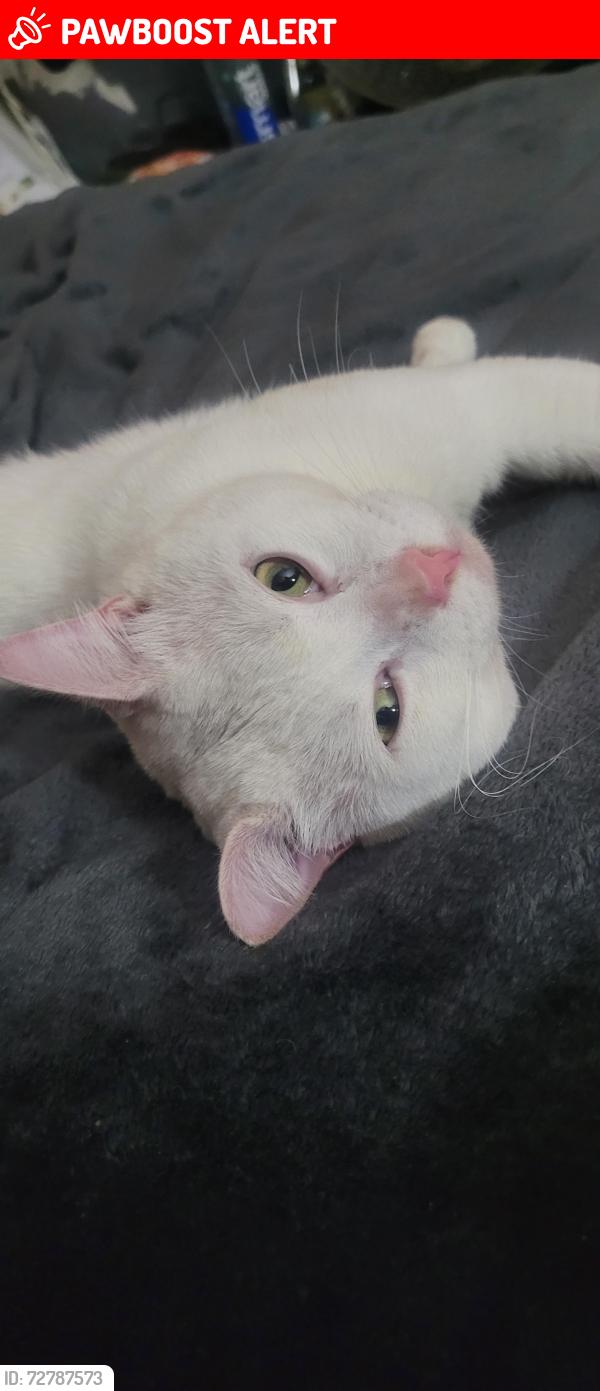 Lost Male Cat last seen Rm10, Greater London, England RM10