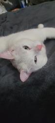 Lost Male Cat last seen Rm10, Greater London, England RM10