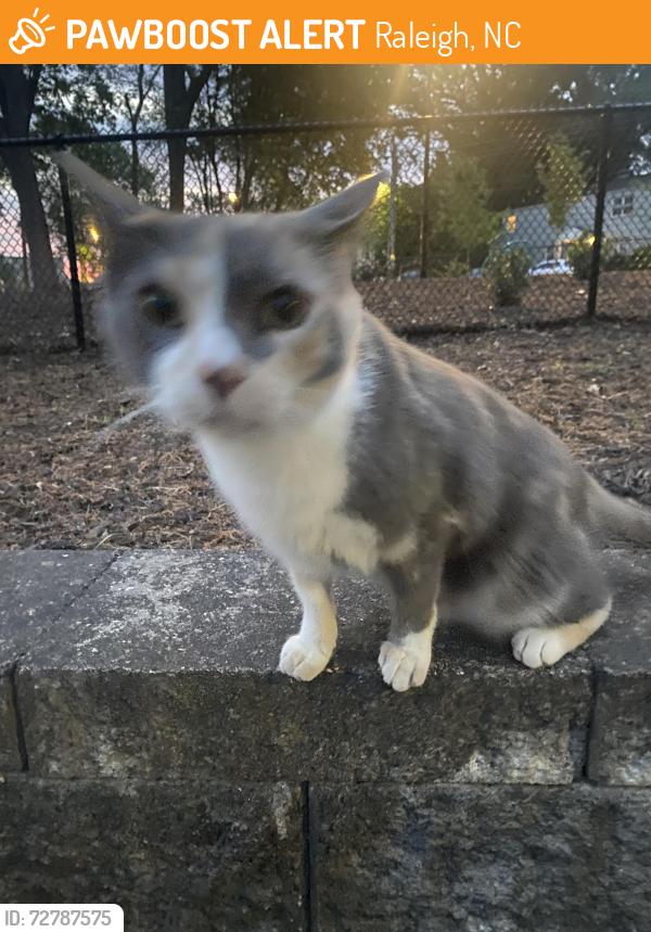 Found/Stray Female Cat last seen Near the new playground area across the street, Raleigh, NC 27605
