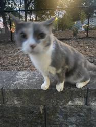 Found/Stray Female Cat last seen Near the new playground area across the street, Raleigh, NC 27605