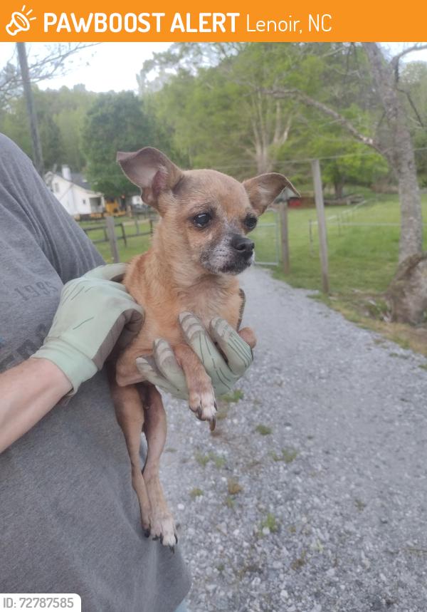 Found/Stray Female Dog last seen Mile off Indian grave , Lenoir, NC 28645