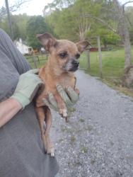 Found/Stray Female Dog last seen Mile off Indian grave , Lenoir, NC 28645