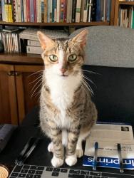 Lost Male Cat last seen Kingsbridge, Bristol, TN 37620, Bristol, TN 37620