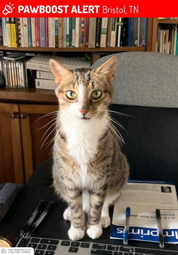 Lost Male Cat last seen Kingsbridge, Bristol, TN 37620, Bristol, TN 37620