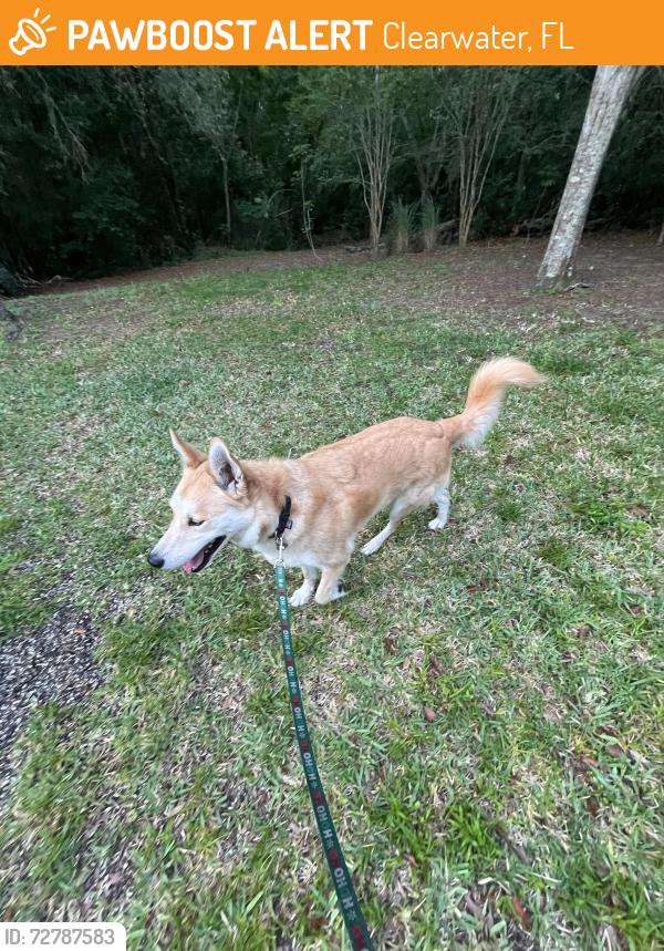 Found/Stray Male Dog last seen BellCheer Drive, Clearwater, FL 33764